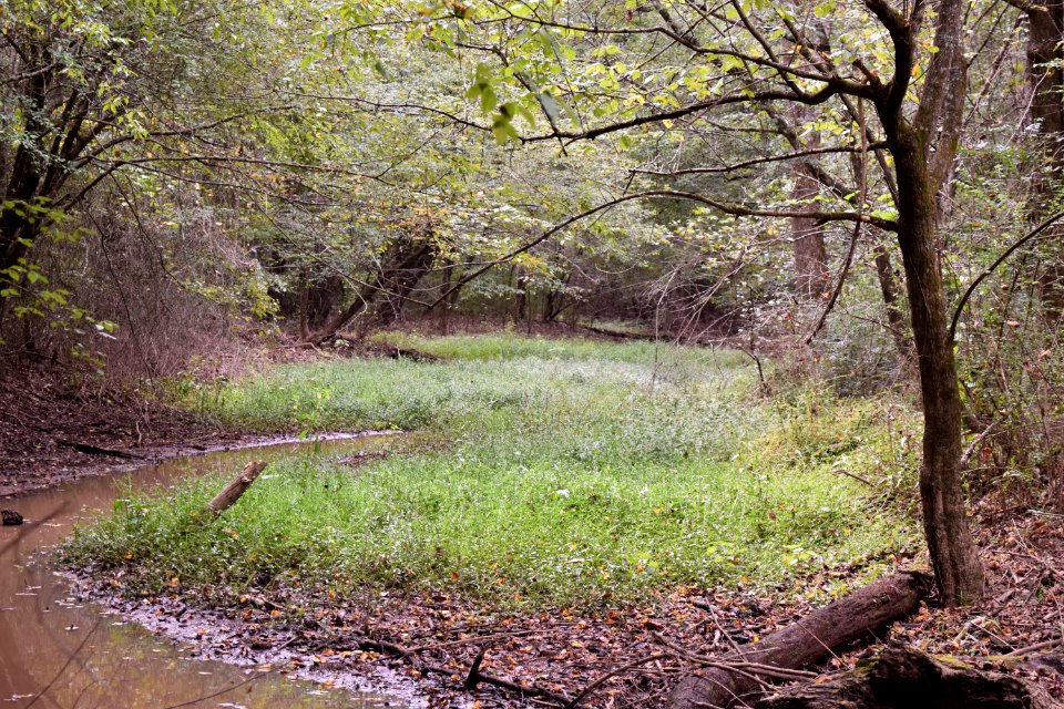 scene Sandy Creek Gameland ncwetlands AM (7)