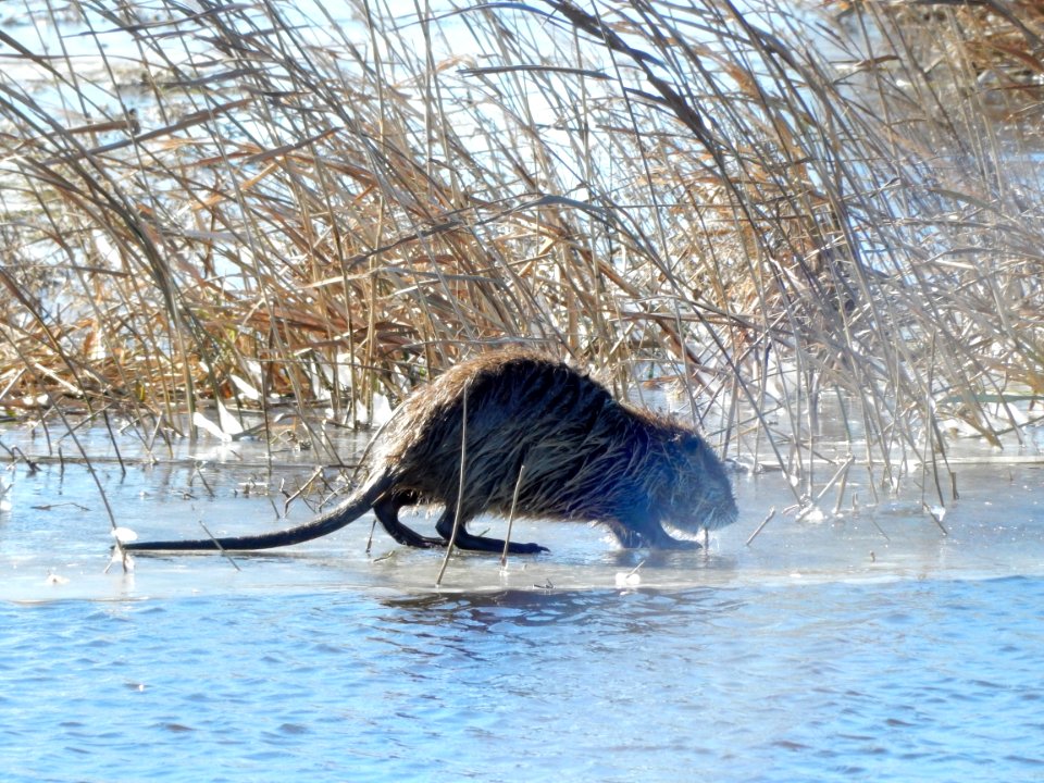mammal Nutria Mattamuskeet NWR KG (8)