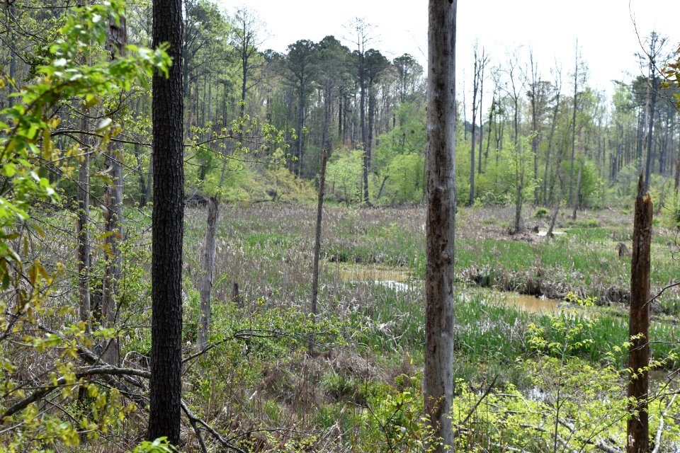 scene jordan gamelands beaver ck ncwetlands AM (3)