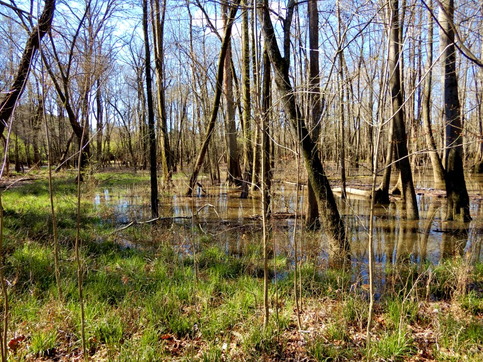 scene Beech St Greenway ncwetlands KG (10)