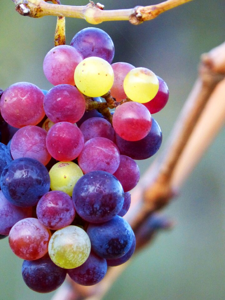 Grain colors maturation