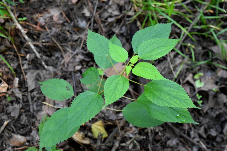 plant Boehmeria cylindrica Lower Roanoke River Wetland Game Lands ncwetlands AM
