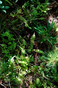 plant Anderson Creek County Park ncwetlands KG (10)