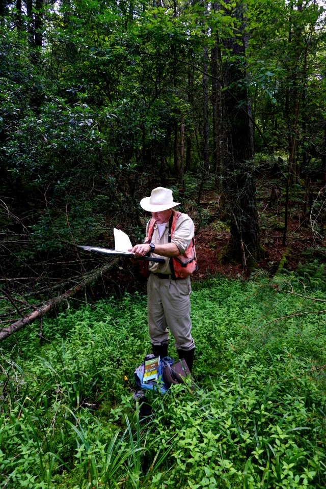 scientist studying wetland Pink Beds Pisgah NF ncwetlands KG (1)