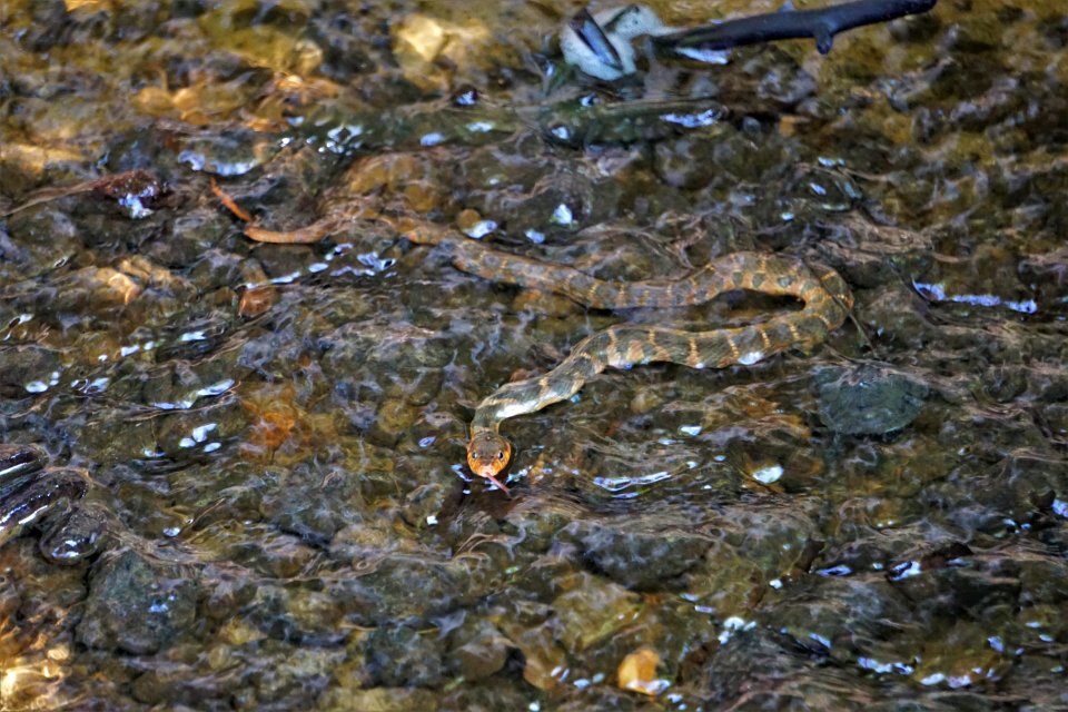 reptile banded water snake Lower Roanoke River Wetlands Gameland ncwetlands KG (4)