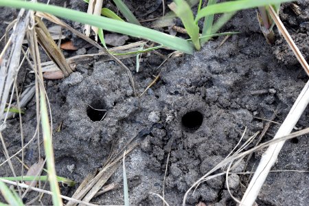 invertebrate fiddler carb burrows River Road Park ncwetlands AM (13)