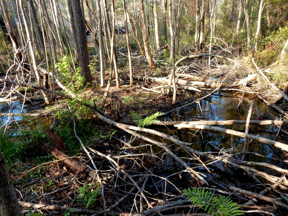 scene hardwood wetland River Road park ncwetlands KG (2)