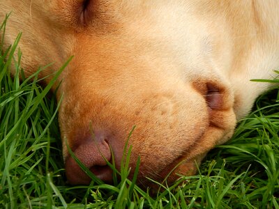 Nose sleep grass photo