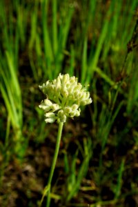 redroot flower Howell Woods KG (8)