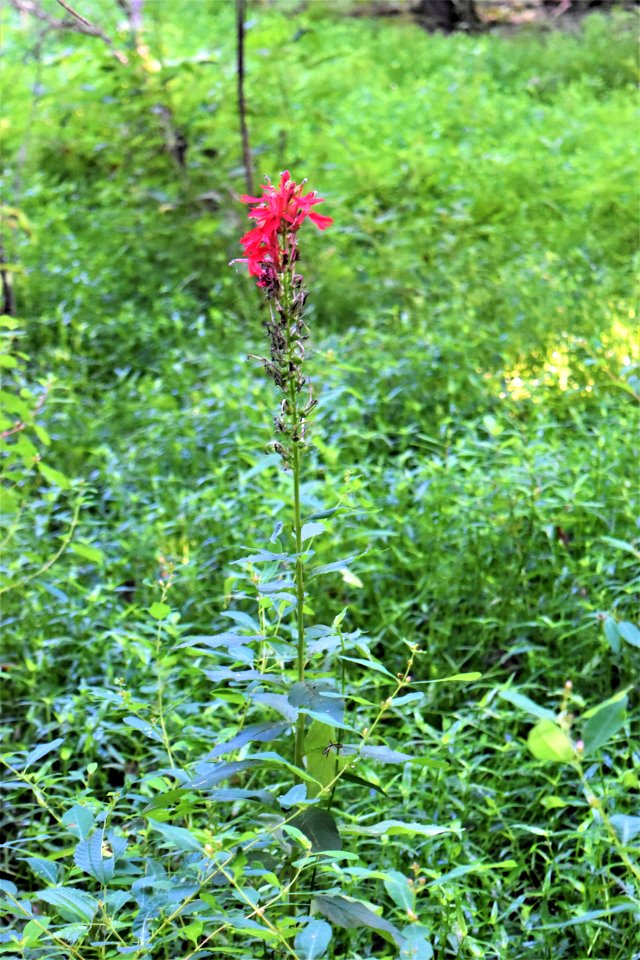 plant cardinal flower Bicycle post mountain bike trails ncwetlands AM (2)