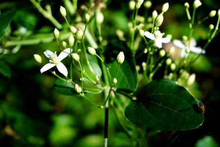 plant Smilax flower Glenn Hilton Park ncwetlands KG