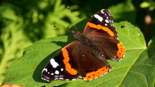 Vanessa atalanta 8