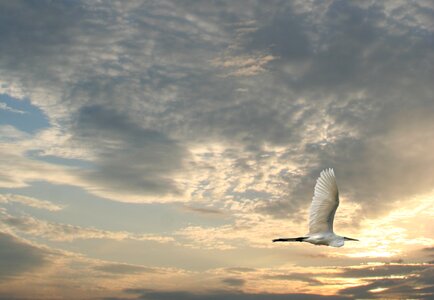 Animal sunset background