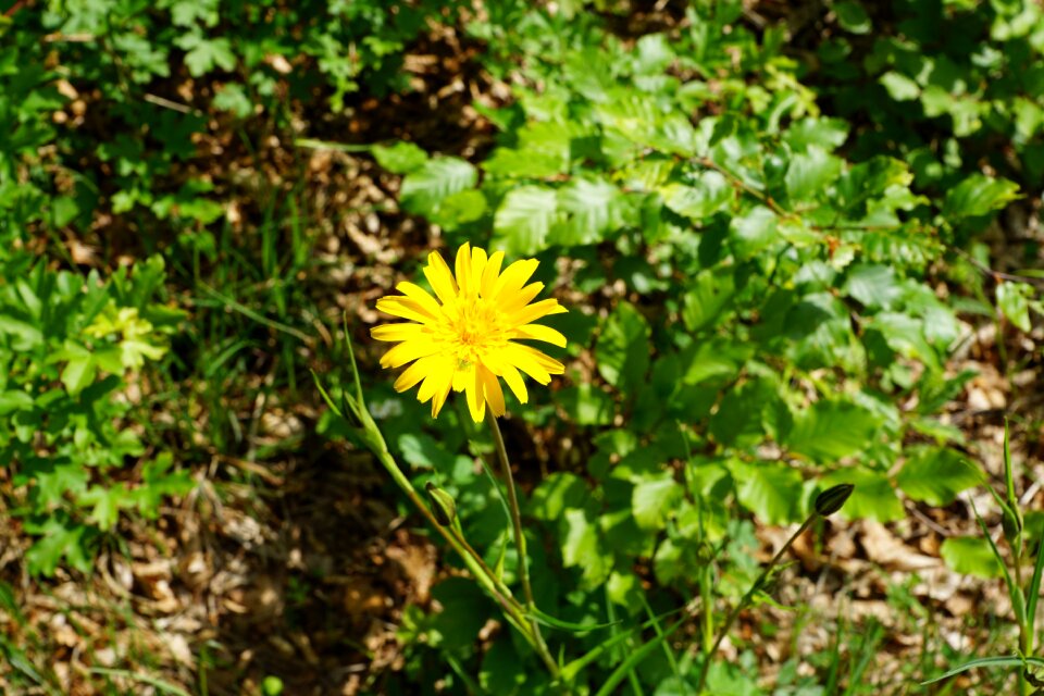 Bloom blossom bloom