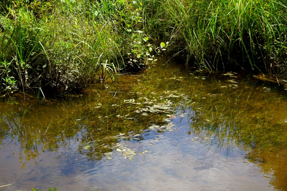 scene Delany Bog ncwetlands KG (12)