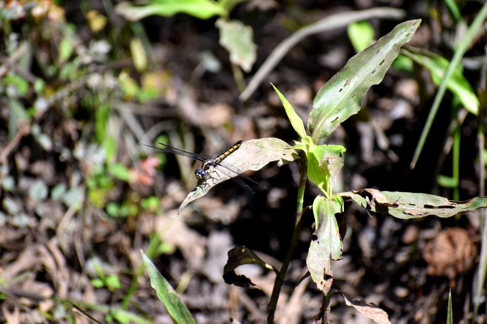 invertebrate dragonfly Lower Roanoke River Wetland Game Lands ncwetlands AM (6)