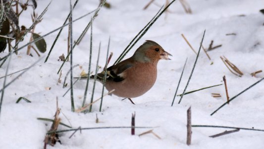 Buchfink-Männchen auf Futtersuche im Schnee