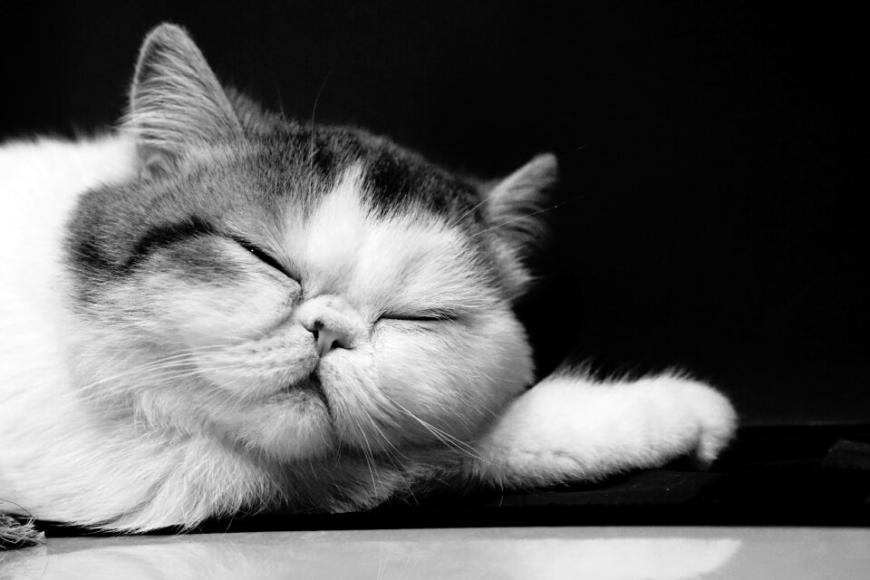 Pet feline gray cat