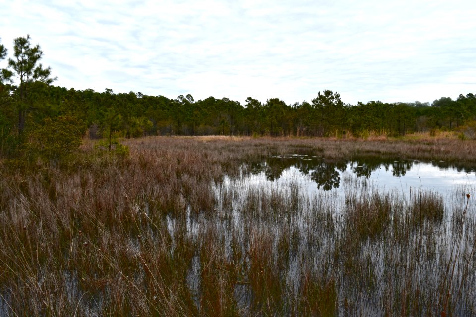scene marsh by visitor center Boiling Spring Lakes NP ncwetlands AM