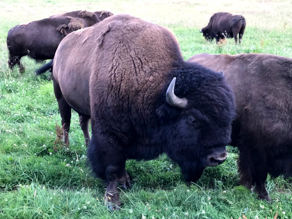 Bison