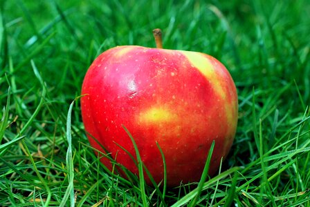 Fruit nature food