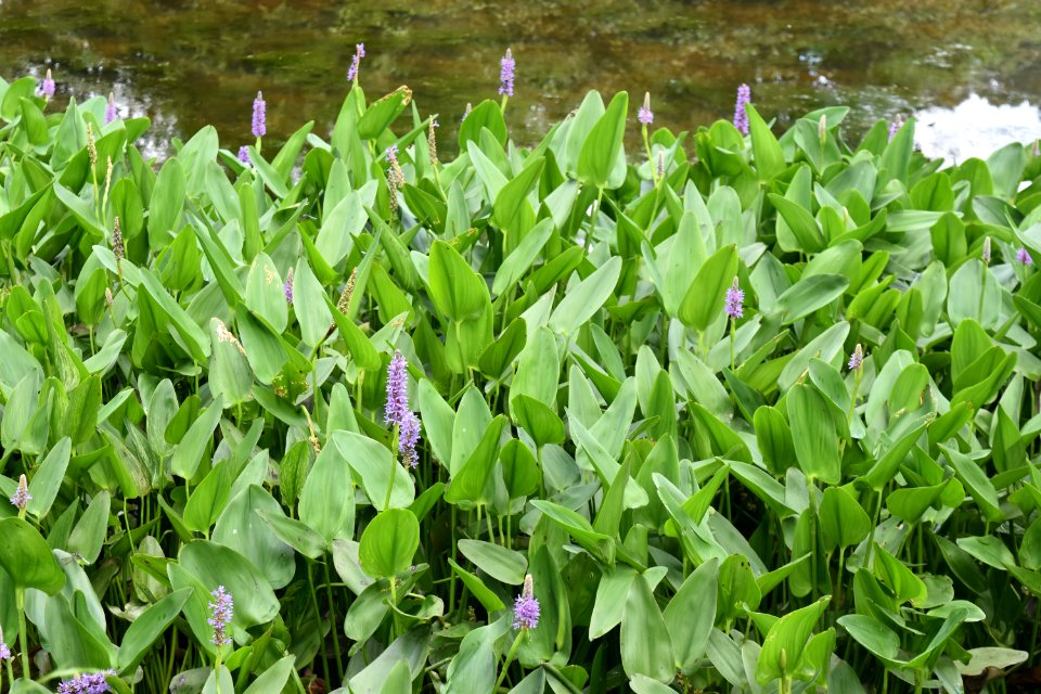 plant pontedaria jackson park ncwetlands AM (10)