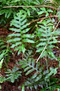 plant netted chain fern delany bog ncwetlands AM (19)