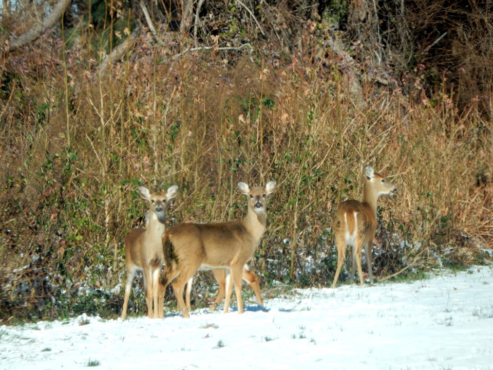 mammal deer Mattamuskeet NWR KG (2)