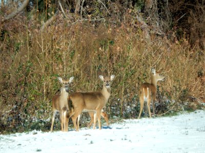 mammal deer Mattamuskeet NWR KG (2)