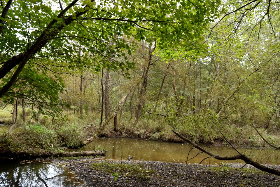 scene Shelley Lake ncwetlands AM (5)