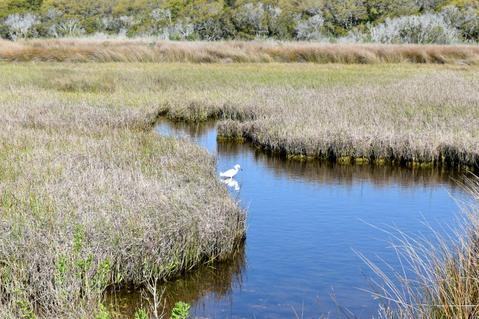 scene Fort Fisher SRA ncwetlands AM (10)