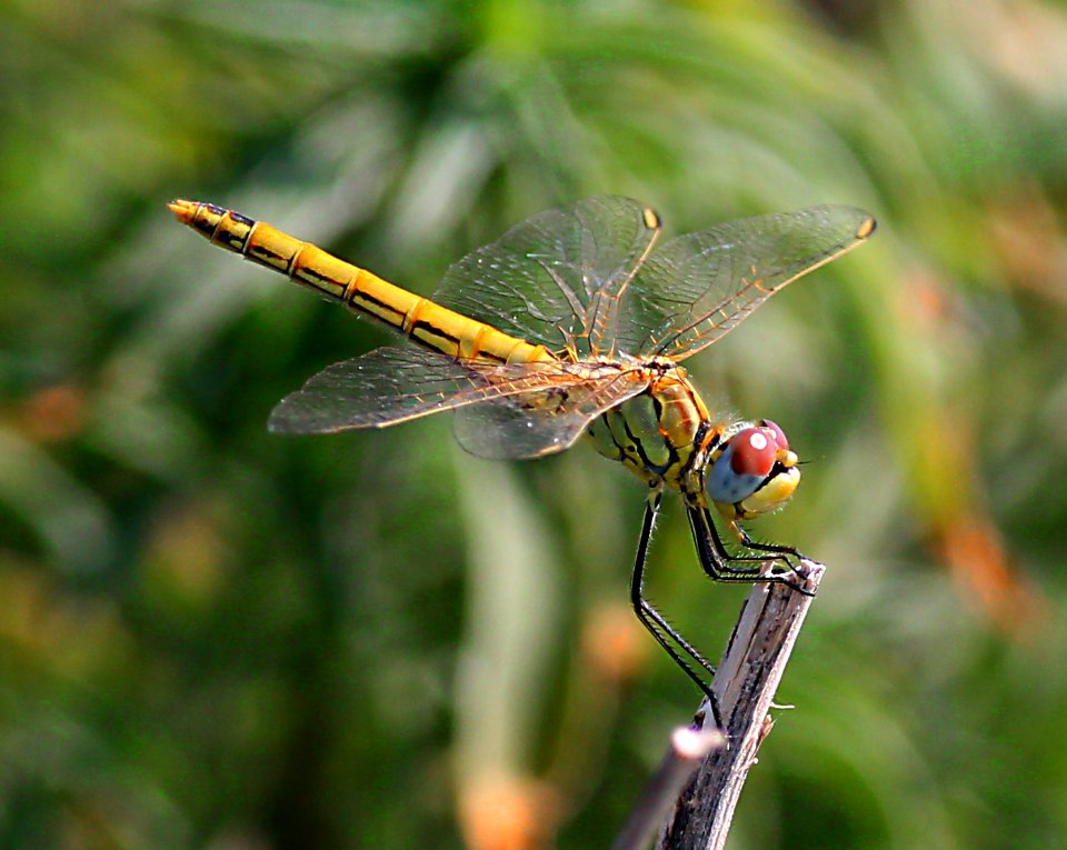 Libélula dorada 2, Sympetrium foscolombii