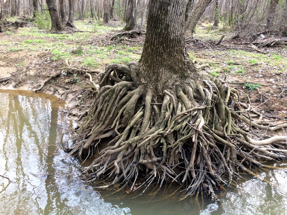plant crazy roots along Raleigh stream