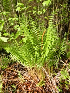plant cinnamon fern Lake Rim Park ncwetlands KG