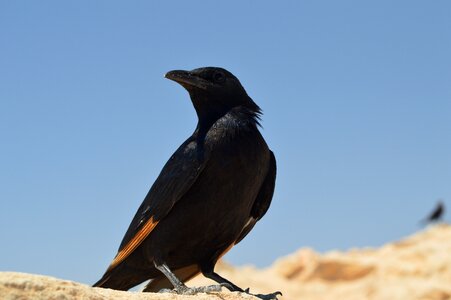 Bird israel masada photo