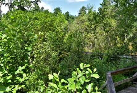 scene Kanuga Bog ncwetlands AM (6)