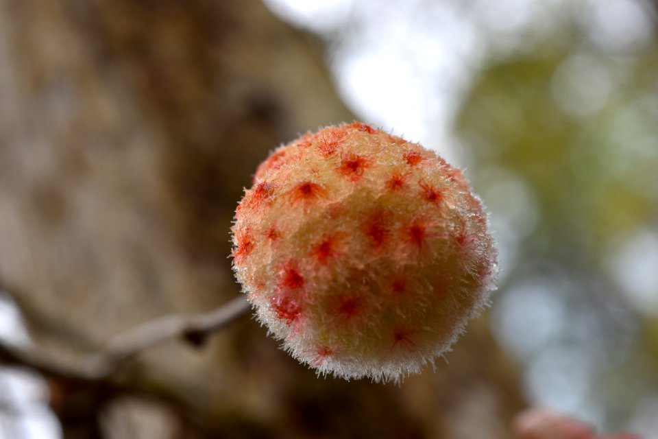invertebrate wool sower gall Brunswick Nature Park ncwetlands AM