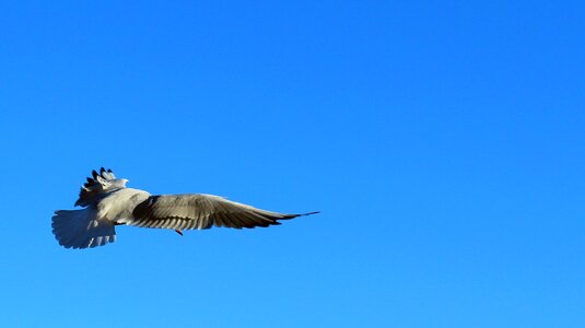 Bird flight wing photo