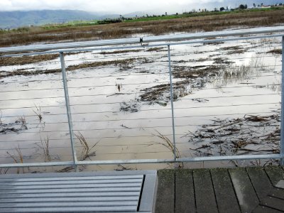 Alviso Marina Dock
