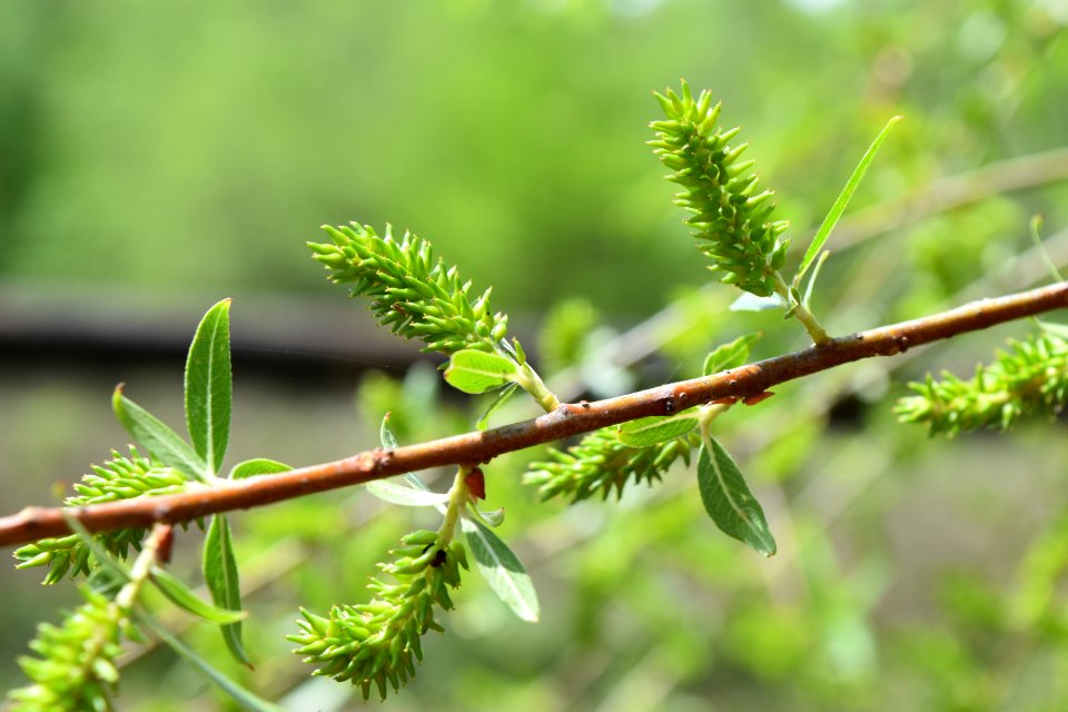 plant willow Bob Wallace Jaycee Park ncwetlands AM (9)