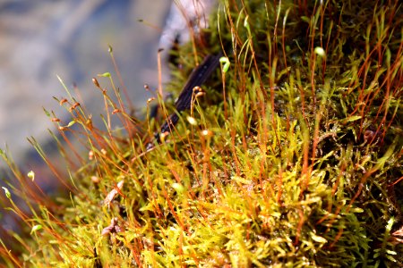 plant moss spore head beech st greenway ncwetlands AM (37)