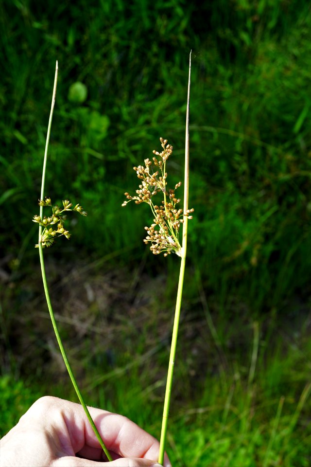 Juncus coriaceus left Juncus effusus right ncwetlands KG