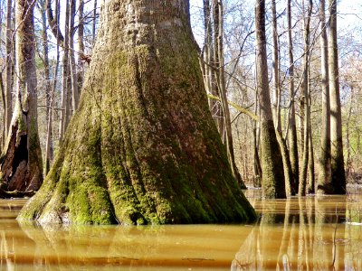 scene Beech St Greenway ncwetlands KG (26)