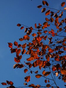 Coloring blood plum red leaf