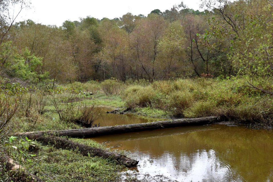 scene Shelley Lake ncwetlands AM (6)