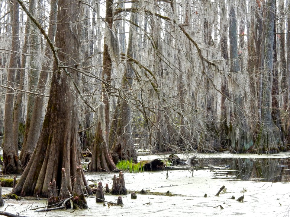 scene Merchants Millpond SP ncwetlands KG (50)