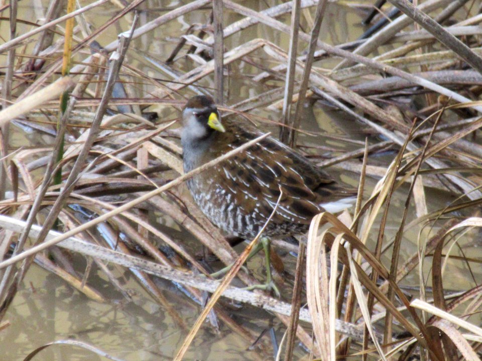 Sora @ Alviso Slough