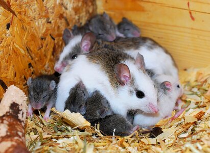 Rodents nager close up