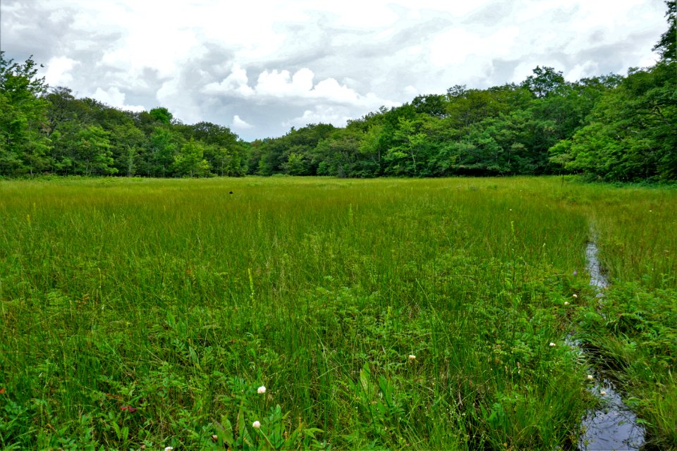 scene at fen Bluff Mountain Preserve ncwetlands KG (17)
