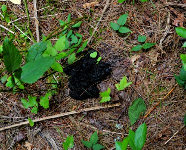mammal possible bear scat Delany Bog ncwetlands KG